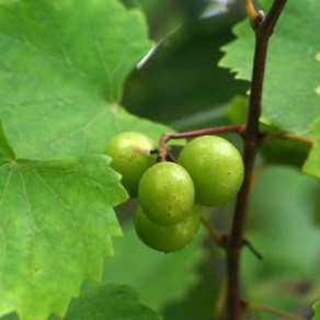 개량머루 화분_4치 결실주