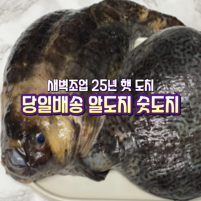 [산지직송] 국내산 자연산 강원도 고성 새벽조업한 햇 알도치 1미. 알도치 2미. 숫도치 3미 1박스, 강원도 고성 새벽조업한 햇 숫도치 3미