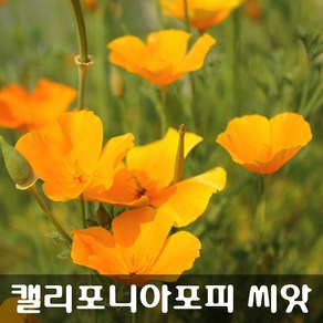 [해피플라워] 금영화 캘리포니아포피 씨앗 600립 / 봄 여름 파종 꽃씨