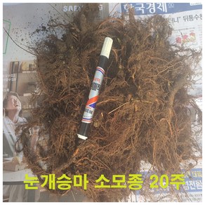 눈개승마 소모종 = 20주 판매, 1개