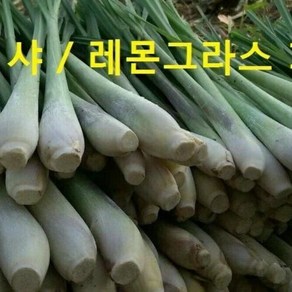 태국향신식품 태국 레몬그라스 다까이 샤 태국샤 500g Lemongass woldfood, 레몬그라스(Lemongass)1k, 1개, 1개입