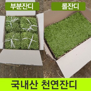 천연잔디 (전남 장성군)부분잔디/20장/롤잔디2장/박스포장/무료배송, 20개