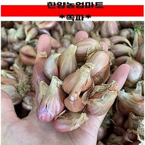 [한스푼푸드] 쪽파 종자 1kg / 쪽파씨앗 종구 국산, 1개