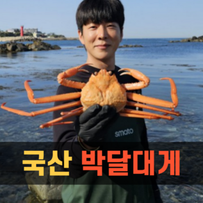 [산지직송]프리미엄 국산 박달대게 1kg 2kg 영덕대게 대게 구룡포 게 대개 제철, 1박스, 국산박달대게 2kg (3~5마리 살수율90%이상)