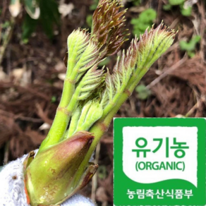 [자연산]산지발송 최상품 봄철보약 참 두릅, 1박스, 500g