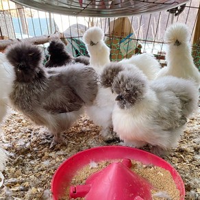 [15개세트] 아메리칸 실키 종란 분양 [Ameican Silkie] 병아리 부화용 유정란 달걀 계란 오골계 품종닭, 15개, 15구