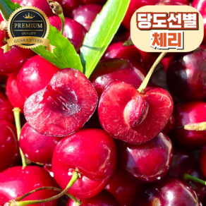 [프리미엄] 고당도 생체리 항공직송, 1개, 대 500g