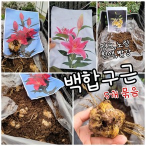 백합구근 빨강 5개묶음 램덤 특 공기정화식물/미세먼지/공기정화효과 공기정화식물, 5개