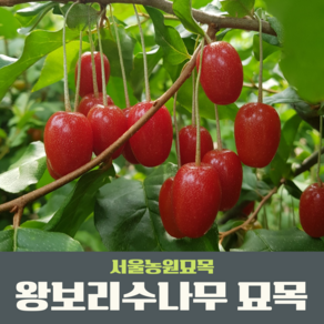 서울농원묘목/왕보리수나무 2년생 묘목 유실수 과실수, 1개