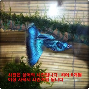 일렉트닉 모스 블루 (EMB) 치어 2cm [10마리], 1개, 10g