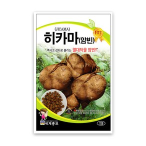 솔림텃밭몰 히카마씨앗 50립 히카마 얌빈 멕시코감자 감자씨앗