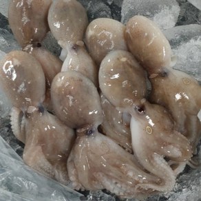 살아있는 활 쭈꾸미 시세 1kg 봄쭈꾸미, 24년 활 쭈꾸미 1kg, 1개