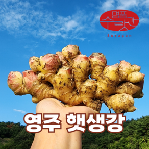 명품수랏간 영주 봉화 서산 햇생강 흙생강 특품, 1개, 2kg