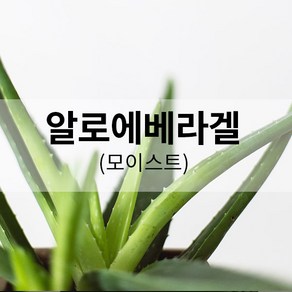 퓨어솝 알로에베라겔(모이스트) (손세정제 수딩젤 만들기) 화장품 만들기