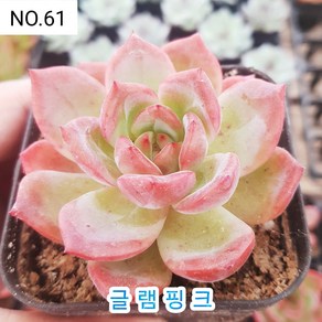 다육식물- 희귀 다육 100가지 모아보기, [NO. 61] 7.5cm 포트, 1개