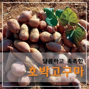 당진 호박고구마 10kg 꿀고구마 황토고구마 갈라진고구마 농가직송