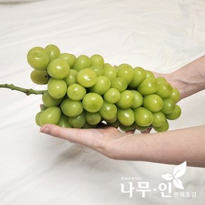 [나무인] 샤인머스켓 포도묘목 2개, 2kg