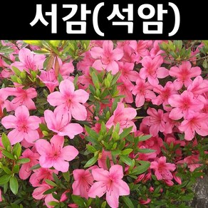 영산홍(석암) 묘목 H30cm 3개/정원수 조경수, 3개