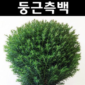 둥근측백(테디) 나무 묘목 12cm장포트 1개/정원수 조경수, 1개