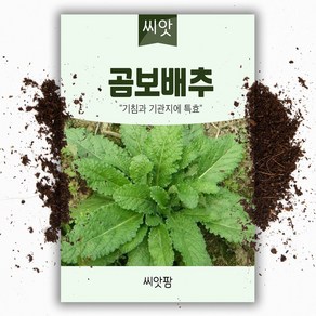 씨앗팜 곰보배추씨앗 (1000립) 종자