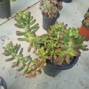 [수암다육] 루비틴트 단품 Sedum 'Ruby Tint' 다육 다육이 다육식물 국민다육 049