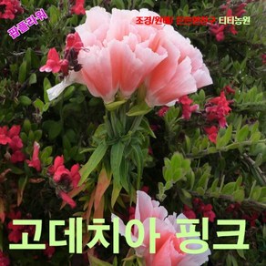 팝플라워 고데치아(Godetia) 살몬핑크 씨앗 15립, 1개