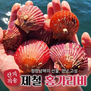 [산지직송] 고성 세척 홍 비단 가리비, 1박스, 5kg(125미 내외)