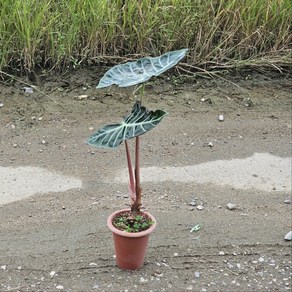 에이피팩토리 핑크하트 알로카시아 중대품 반려식물 공기정화, 1개