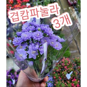 겹캄파눌라 3개/보랏빛의 신비로움과 아름다움가진 도엽 캄파눌라, 3개