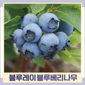 블루베리나무 묘목 블루레이 4년생 결실주 포트묘 1개