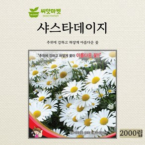 세계종묘 샤스타데이지 씨앗 2000립 다년생 데이지 꽃씨 종자, 1개