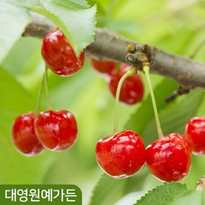 체리나무 R3 키150cm내외 결실주 과일나무, 01. 일반체리(라핀) R3흙분, 1개