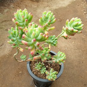 [수암다육] 을녀심 랜덤발송 Sedum pachyphyllum 랜덤발송 다육 다육이 다육식물 342, 1개