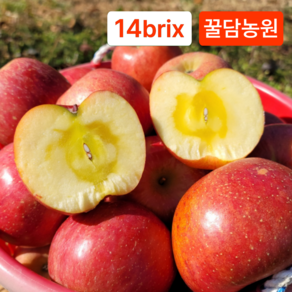 [꿀담농원] 고당도 사과 햇부사 직거래특가, 1개, 가정용 소과 3kg (13-15과)