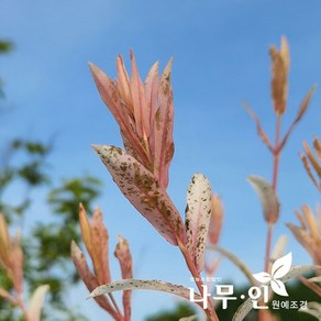 [나무인] 삼색버드나무 5그루 화이트핑크셀릭스 포트묘