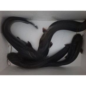 익산양어장 황토메기손질판매 국내산 1kg.2kg, 1개
