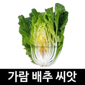 가람 배추 씨앗 김장 가을 재래종 토종 채소 씨 100알