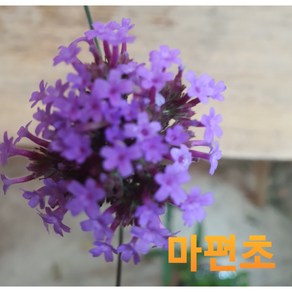 [지인야생화] 버들마편초(소품), 1개