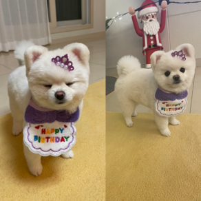 데구르르 강아지/고양이 생일파티 왕관 티아라 스카프 세트, 퍼플, 1개