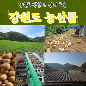강원도 햇감자 수미 두백감자 정선 고랭지 산지직송 1~20kg 포슬포슬 감자, 1박스, 2025년 수미햇감자 (대) 5kg