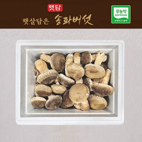 [3+1] 햇담송화버섯 정품중급 500g 1kg 농협에 납품하는 무농약 이천 햇살가득담은 송고버섯, 1개, 고급형1kg(보자기포장)