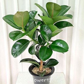 플라워석 인도고무나무 75cm 가지고무나무 소피아고무나무 키우기 쉬운 식물 천연 공기청정기, 1개