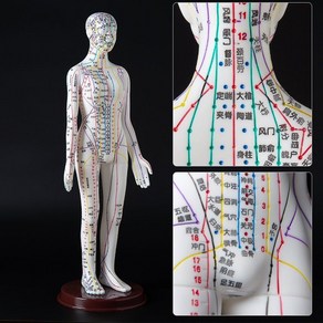 침구 경혈모형 한의학 혈자리 동인 경혈학 실습 자침 해부학 인체 모형 교육용 전신 모델, 여성 하드웨어(디지털 포지셔닝 포함) 57CM