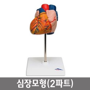 학교 과학실 보건수업 병원 인체교육 해부모형 2파트 심장모형