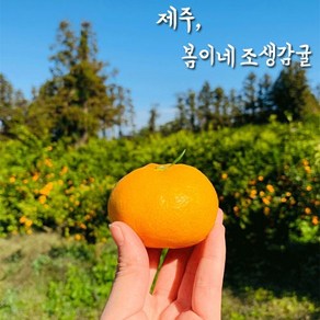 봄이네농장 제주 고당도 노지조생 감귤 3KG 5KG 10KG, 1박스, 18브릭스 명품 제주 비가림 감귤 3KG [꼬마혼합과]