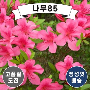 (나무85) 서감 20~30cm 분(5주묶음), 1. 서감 20~30cm 분(5주묶음)