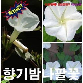 (희귀씨앗) 향기밤나팔꽃 (Moon Flowe) 5립, 1개