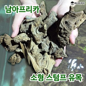 남아프리카 스텀프 유목 '소' 프리미엄 유목 8~13cm 내외, 1개