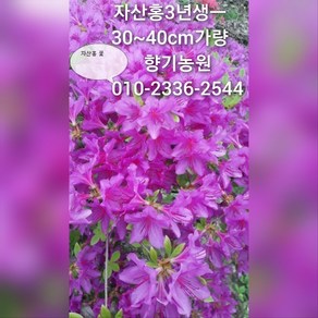 철쭉 묘목20주(영산홍 자산홍 백철) 30~40cm가량판매, 20개, 자산홍-분홍꽃