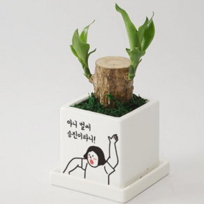 [자유문구 메세지화분] 상상도 못한 화분 깜짝 놀랄 서프라이즈로 신선한 공기를 선물하세요, 행운목